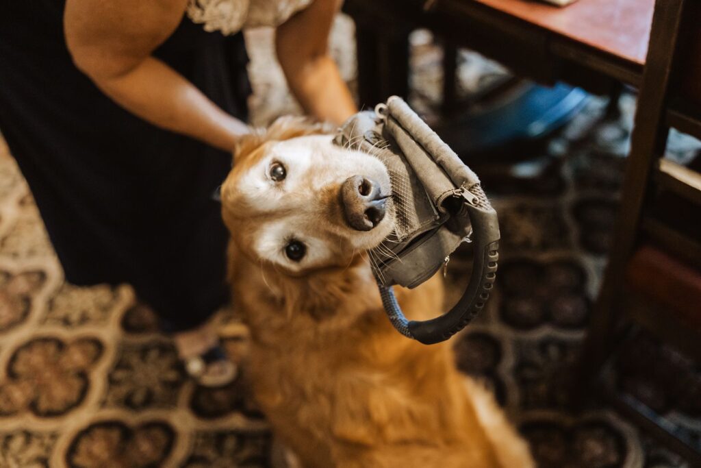 Bride and grooms dog at Landmark Center in St Paul Minnesota